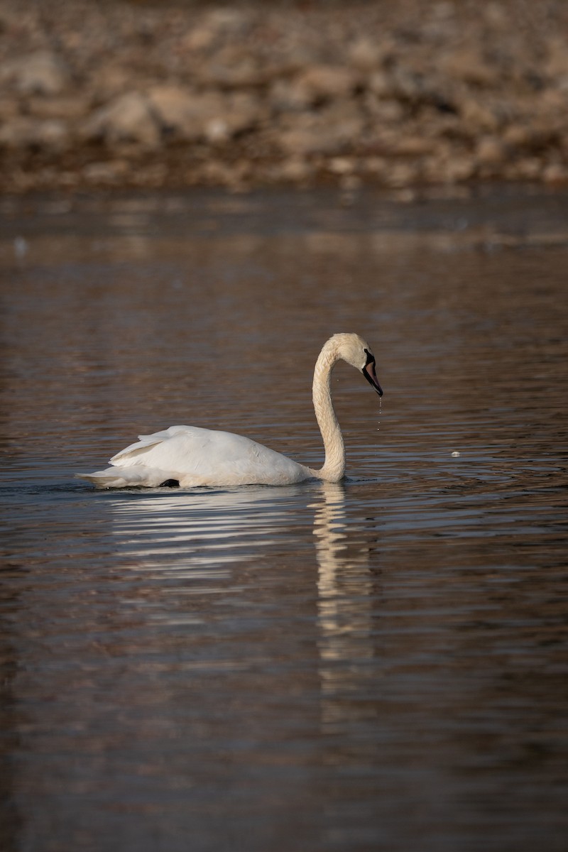 labuť velká - ML645815748