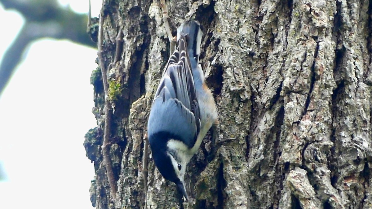 Sittelle à poitrine blanche - ML645815750