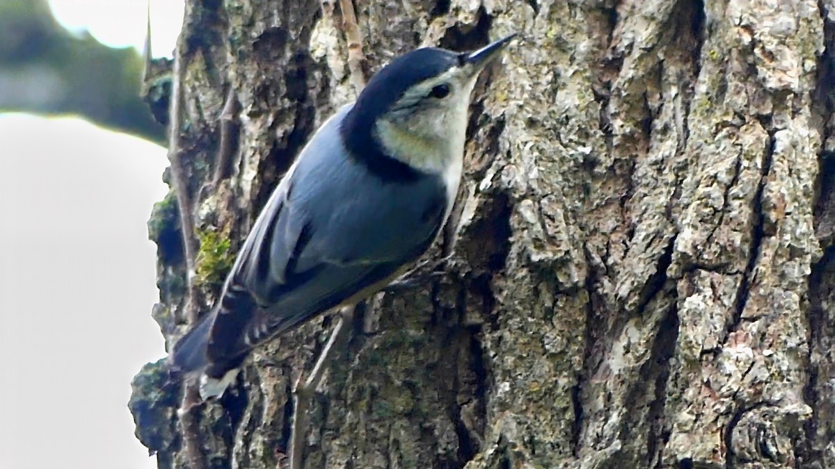 Sittelle à poitrine blanche - ML645815751