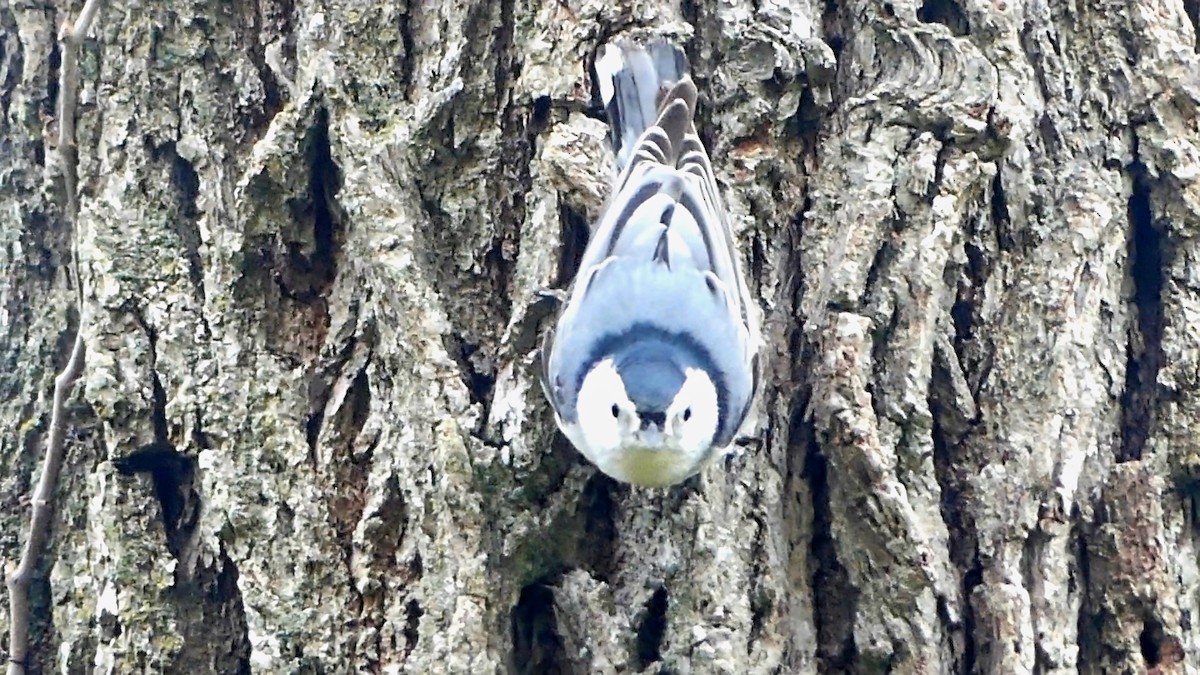 Sittelle à poitrine blanche - ML645815752