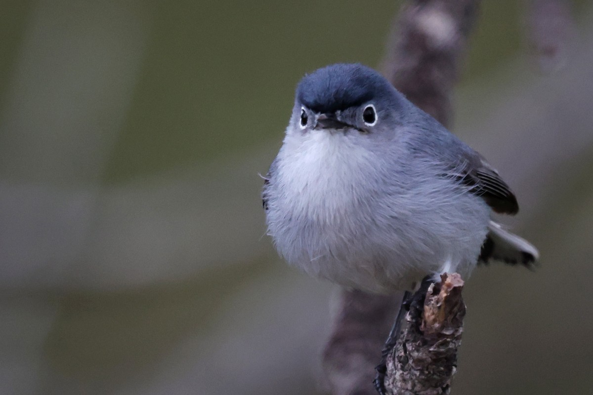 Blue-gray Gnatcatcher - ML645815754