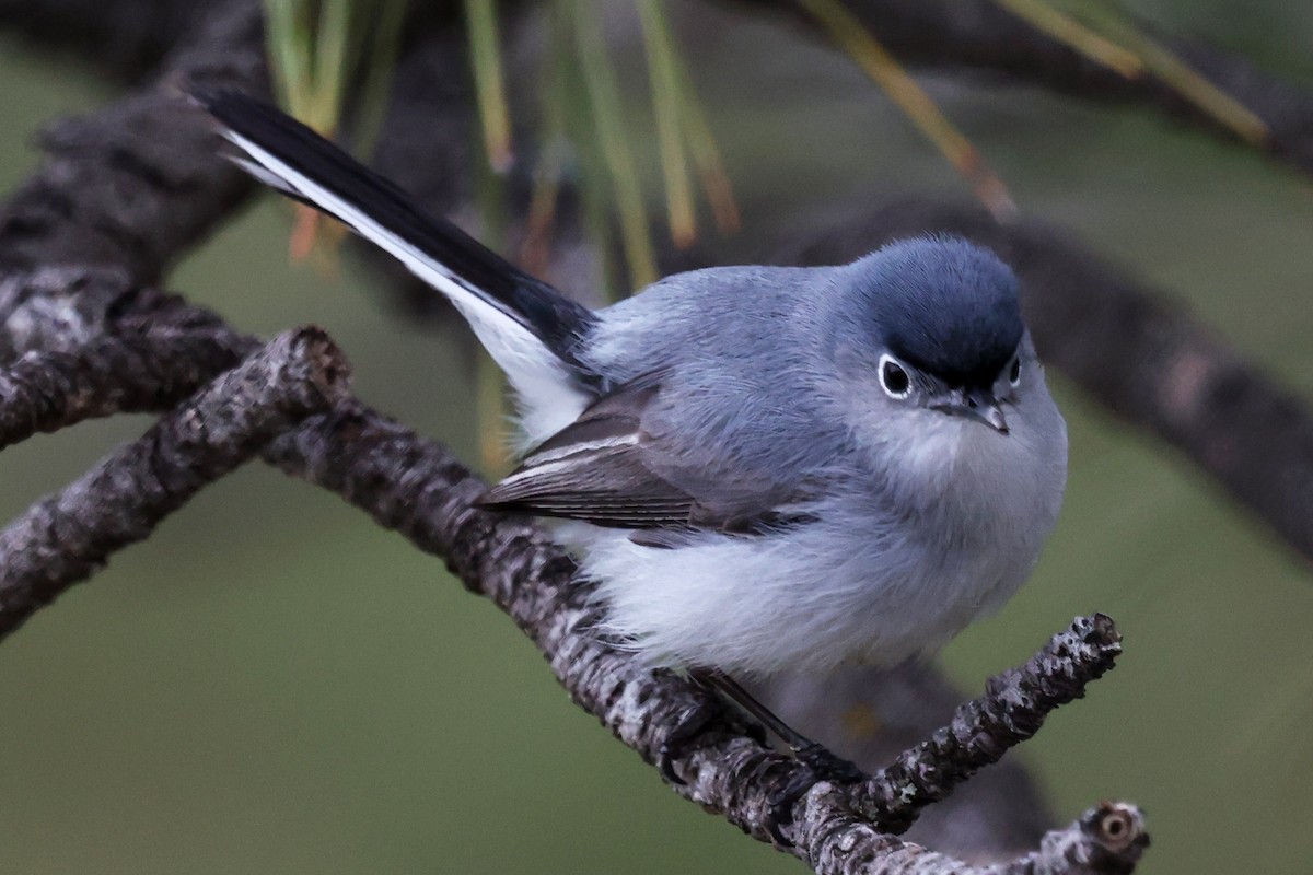 Blue-gray Gnatcatcher - ML645815755