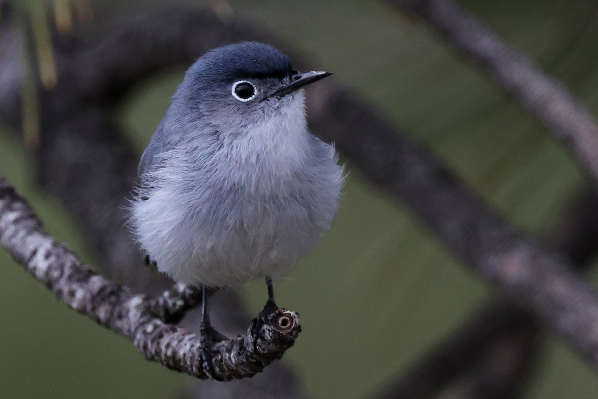 Blue-gray Gnatcatcher - ML645815756