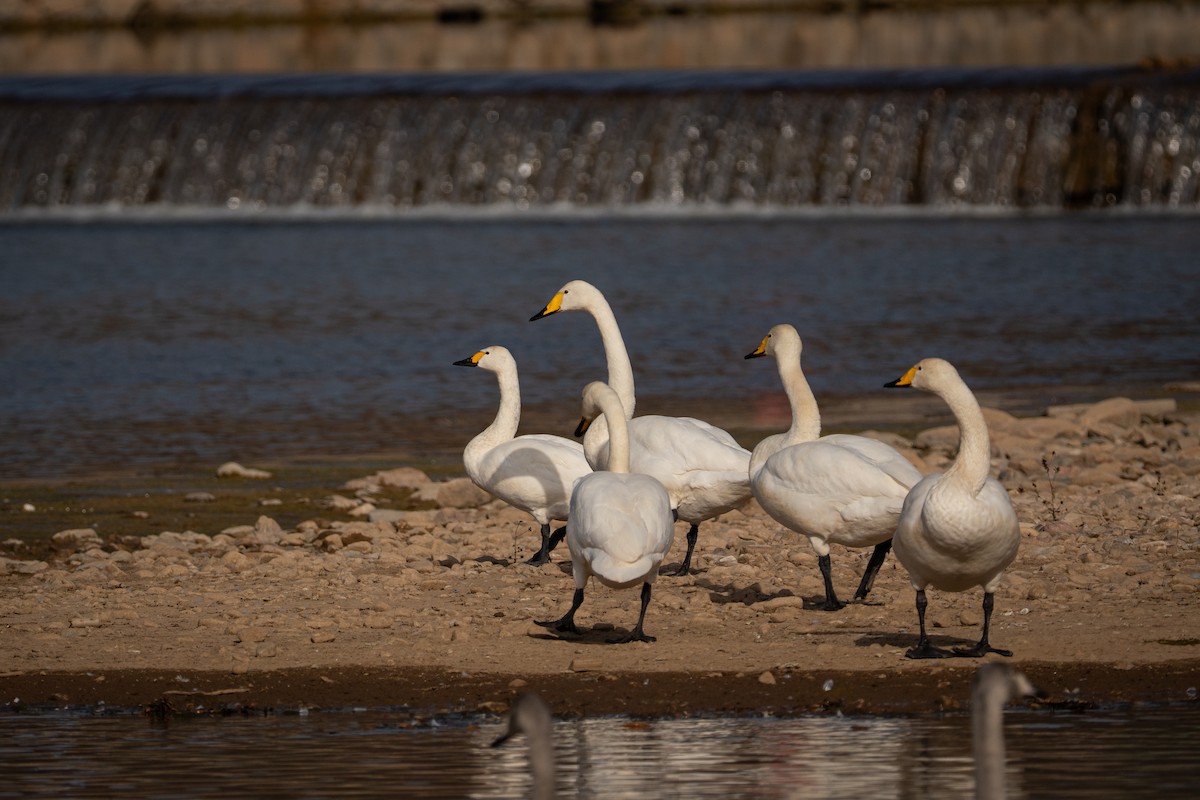 labuť malá - ML645815757