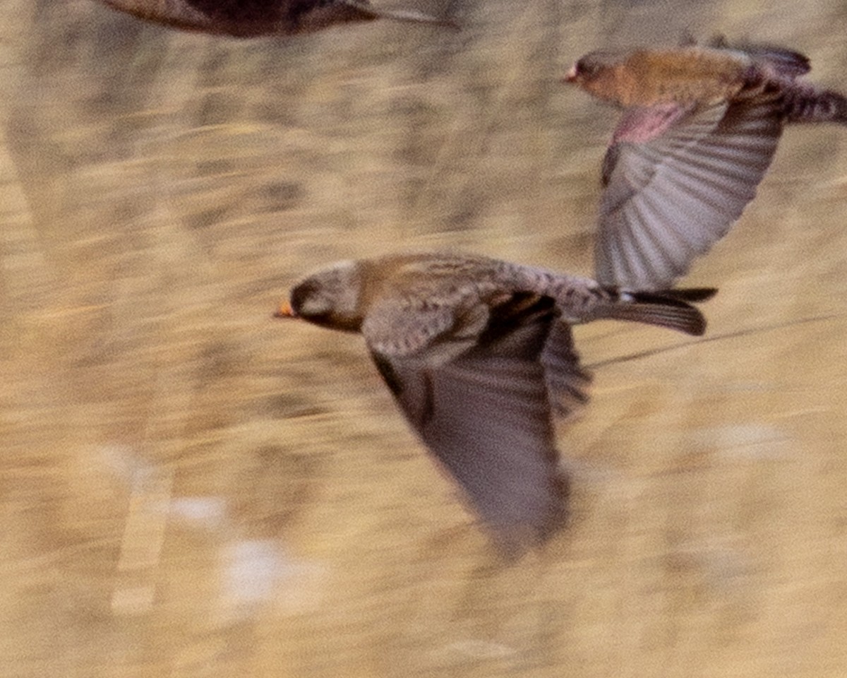 Gray-crowned Rosy-Finch (Hepburn's) - ML645815762