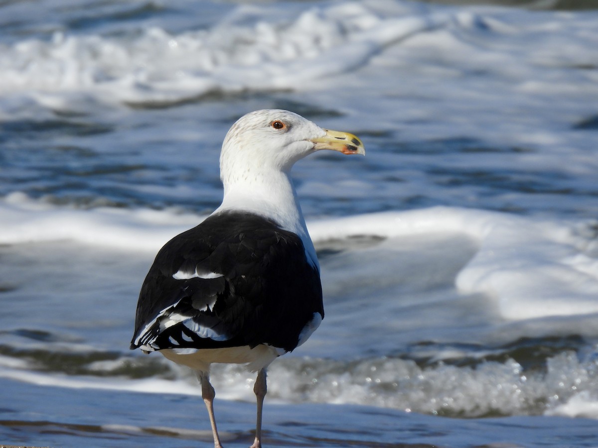 Great Black-backed Gull - ML645815763