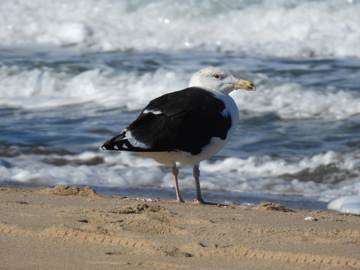 Great Black-backed Gull - ML645815764