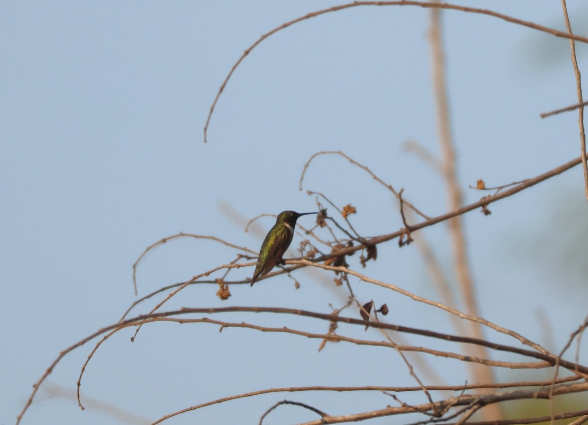 Ruby-throated Hummingbird - ML645815765