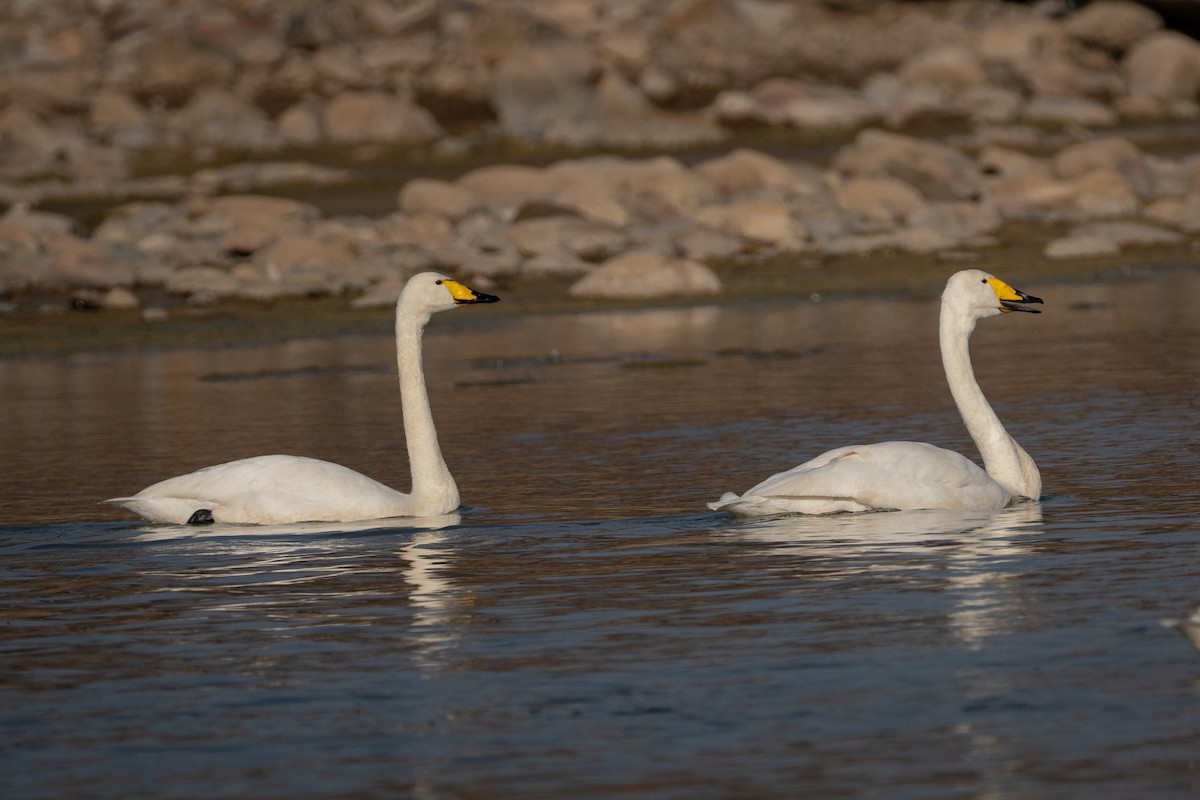 labuť zpěvná - ML645815767