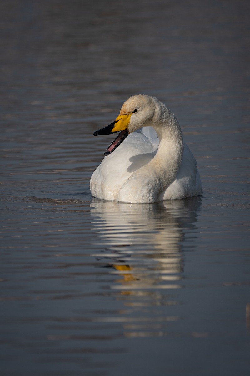 labuť zpěvná - ML645815768