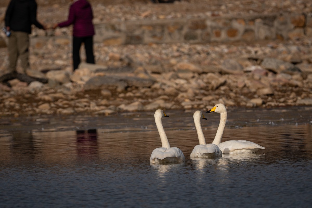 labuť zpěvná - ML645815769