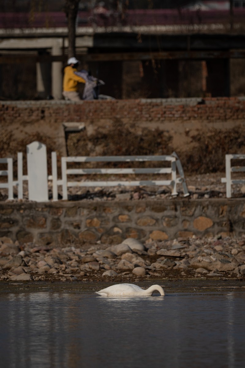 labuť zpěvná - ML645815771