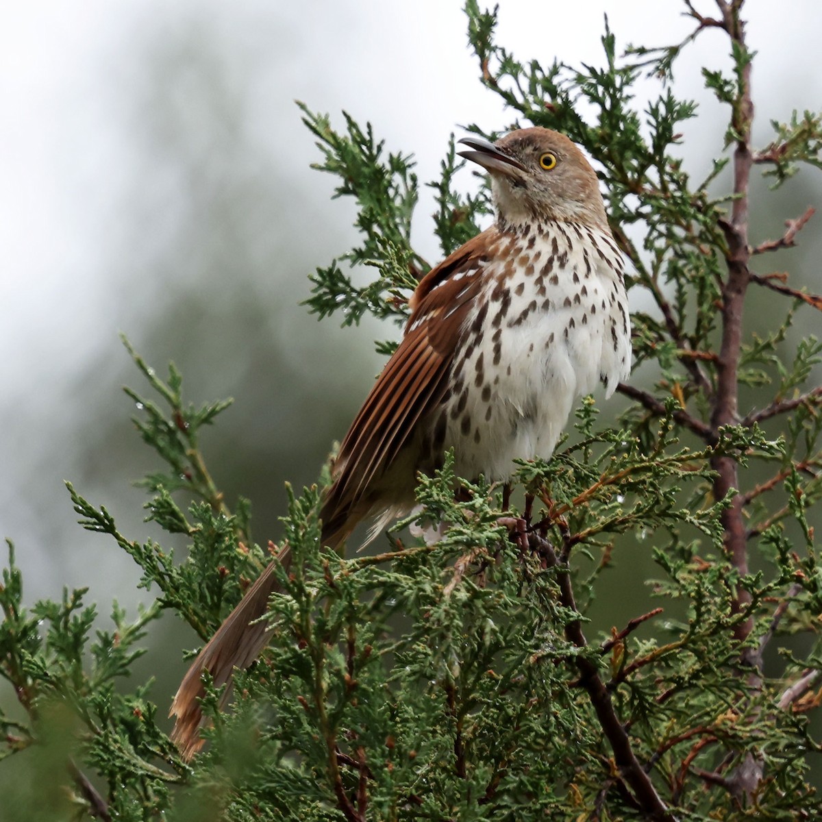 Brown Thrasher - ML645815773