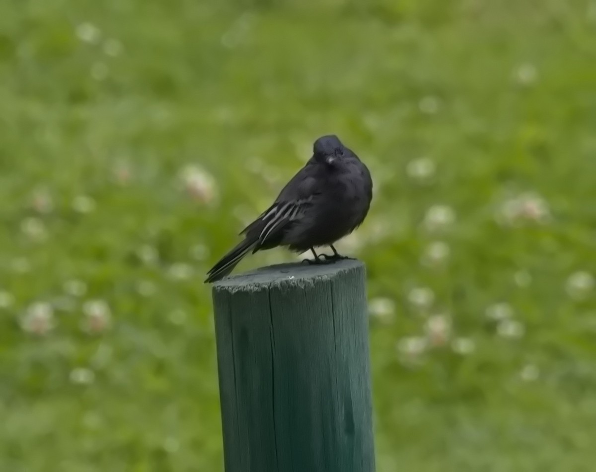 Black Phoebe (White-winged) - ML645815780