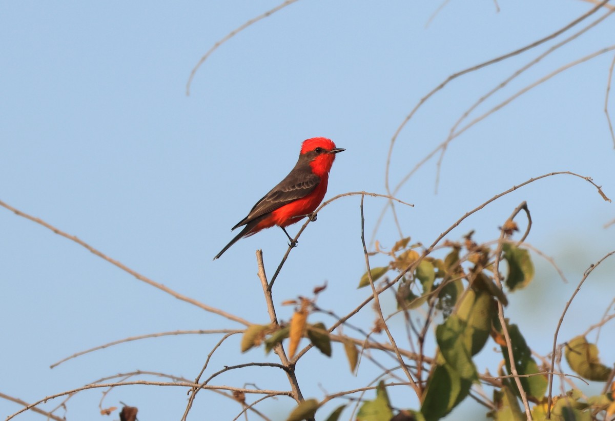 Vermilion Flycatcher - ML645815782