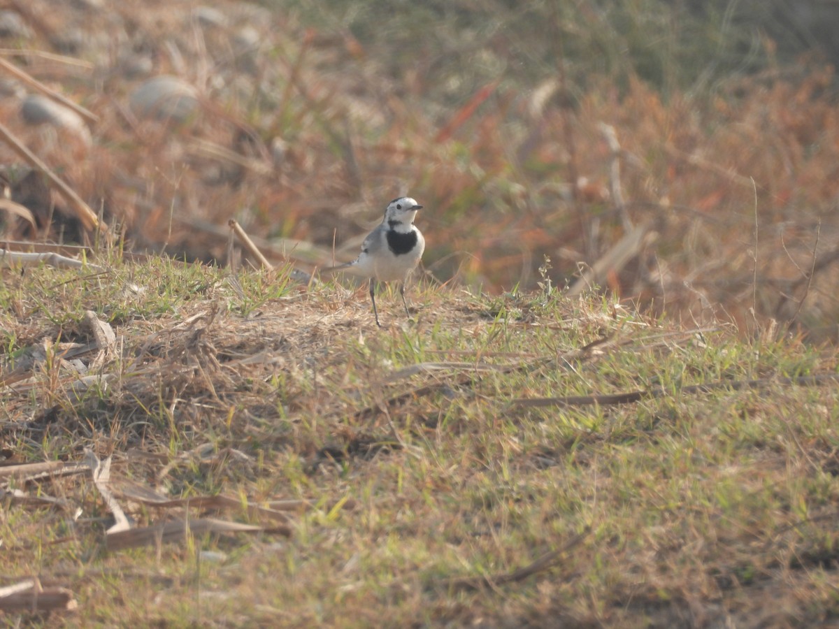 White Wagtail (White-faced) - ML645815783