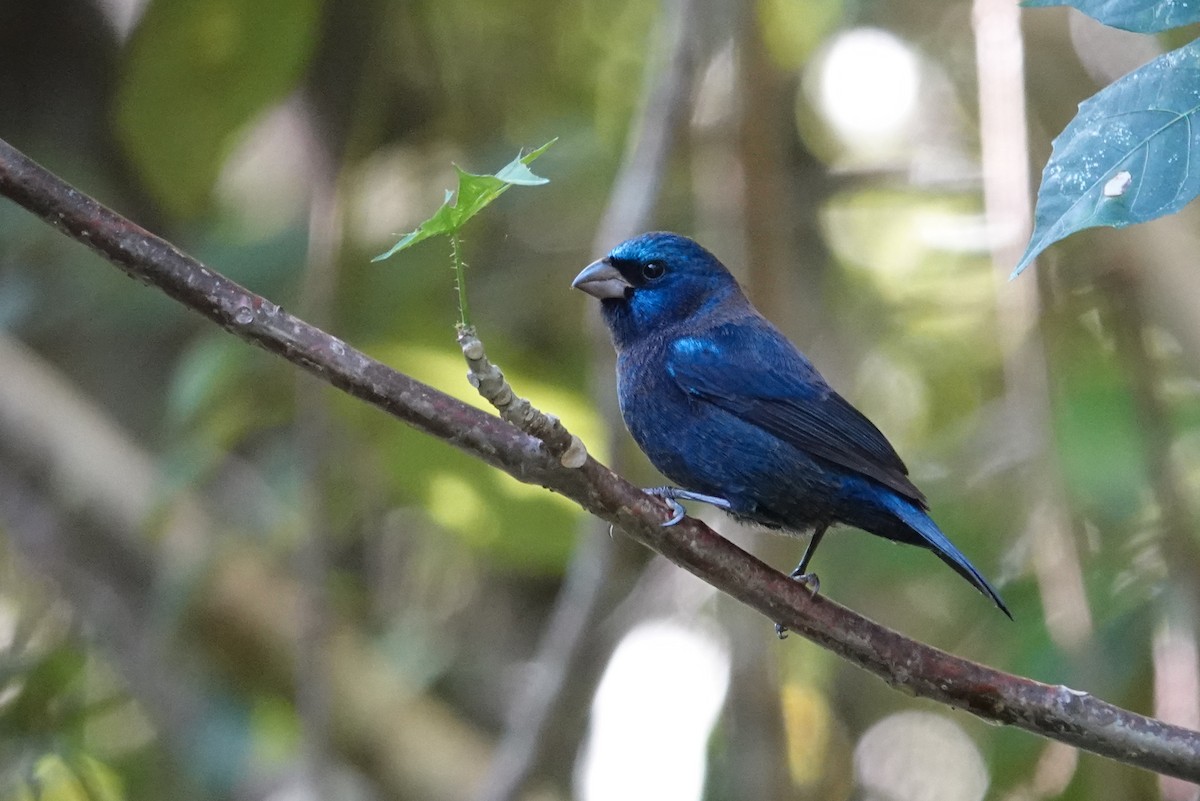 Blue Bunting - ML645815784