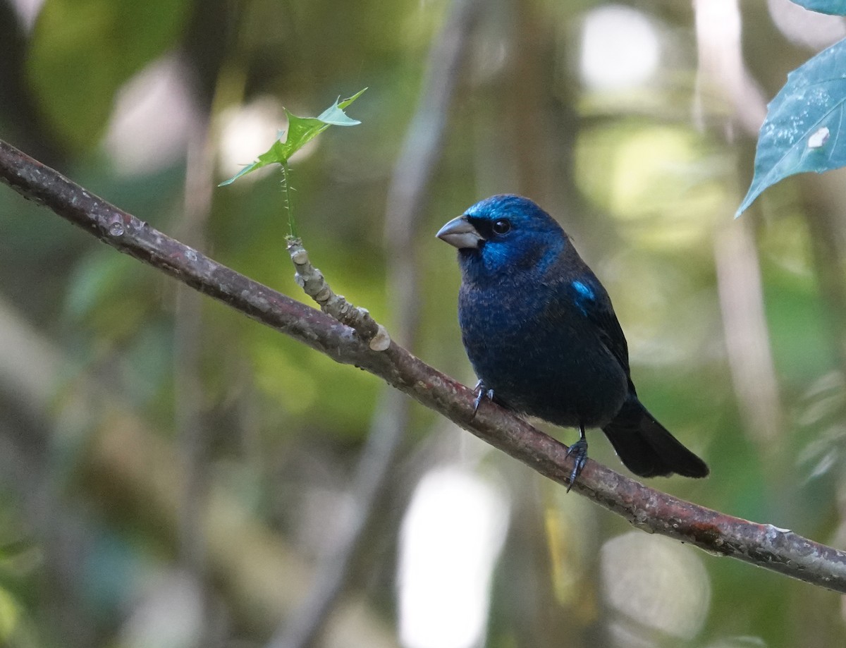 Blue Bunting - ML645815785