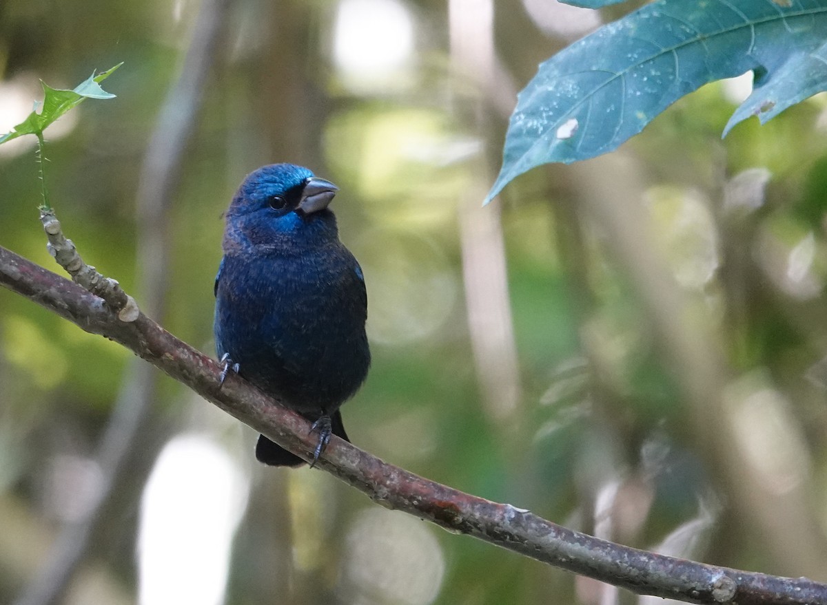 Blue Bunting - ML645815786