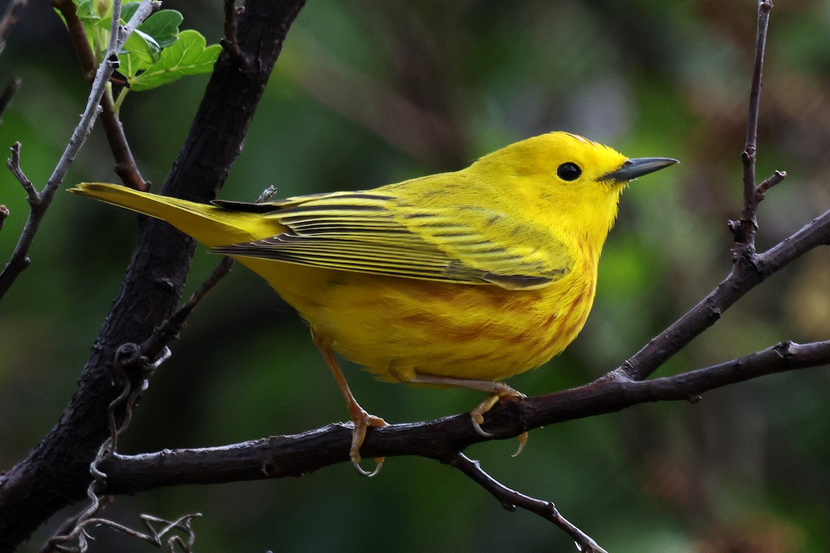 Northern Yellow Warbler - ML645815787