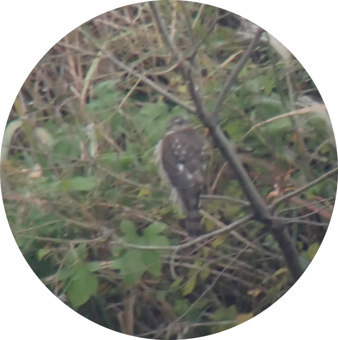 Eurasian Sparrowhawk - ML645815792