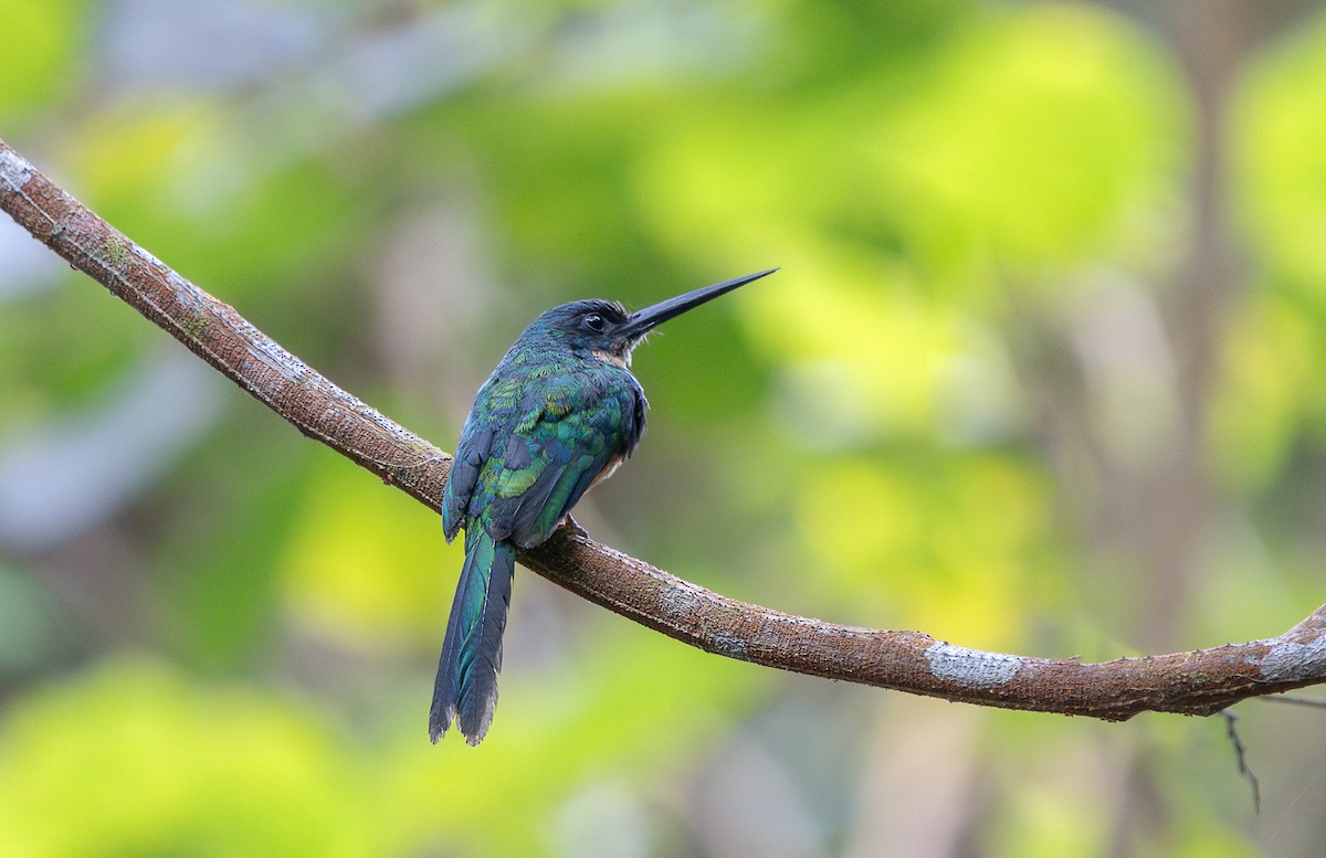 Rufous-tailed Jacamar - ML645815793