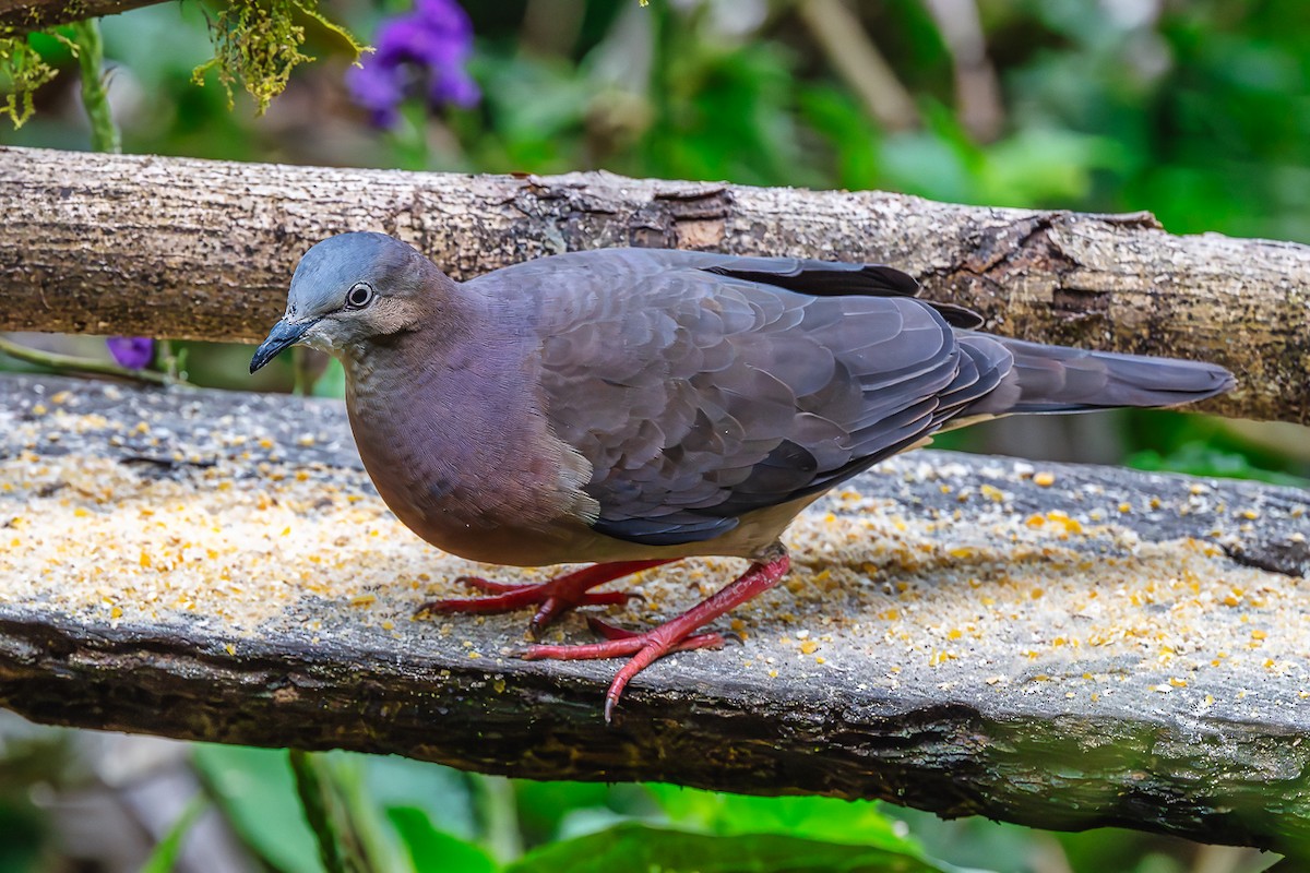 Tolima Dove - ML645815800