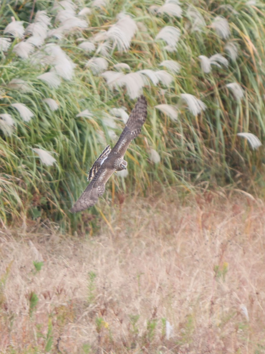 Hen Harrier - ML645815801