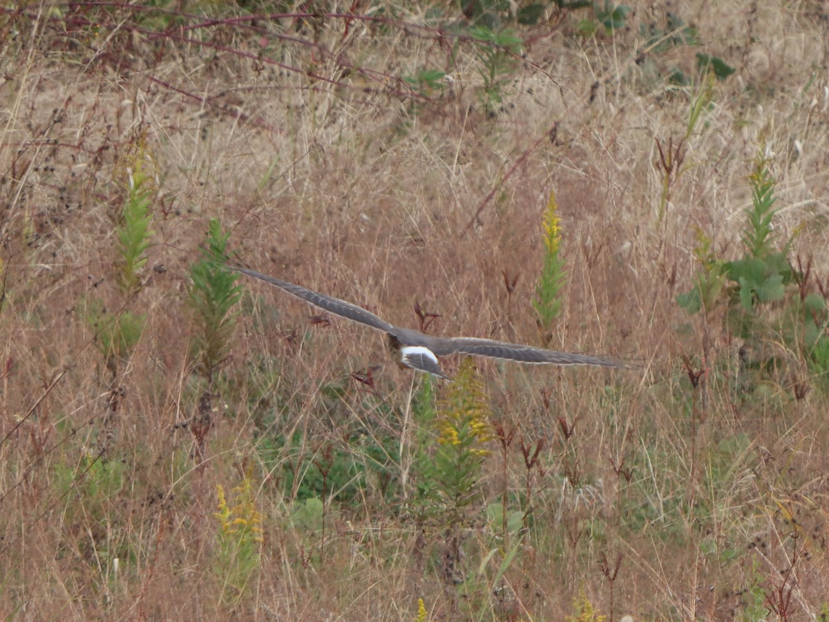 Hen Harrier - ML645815802