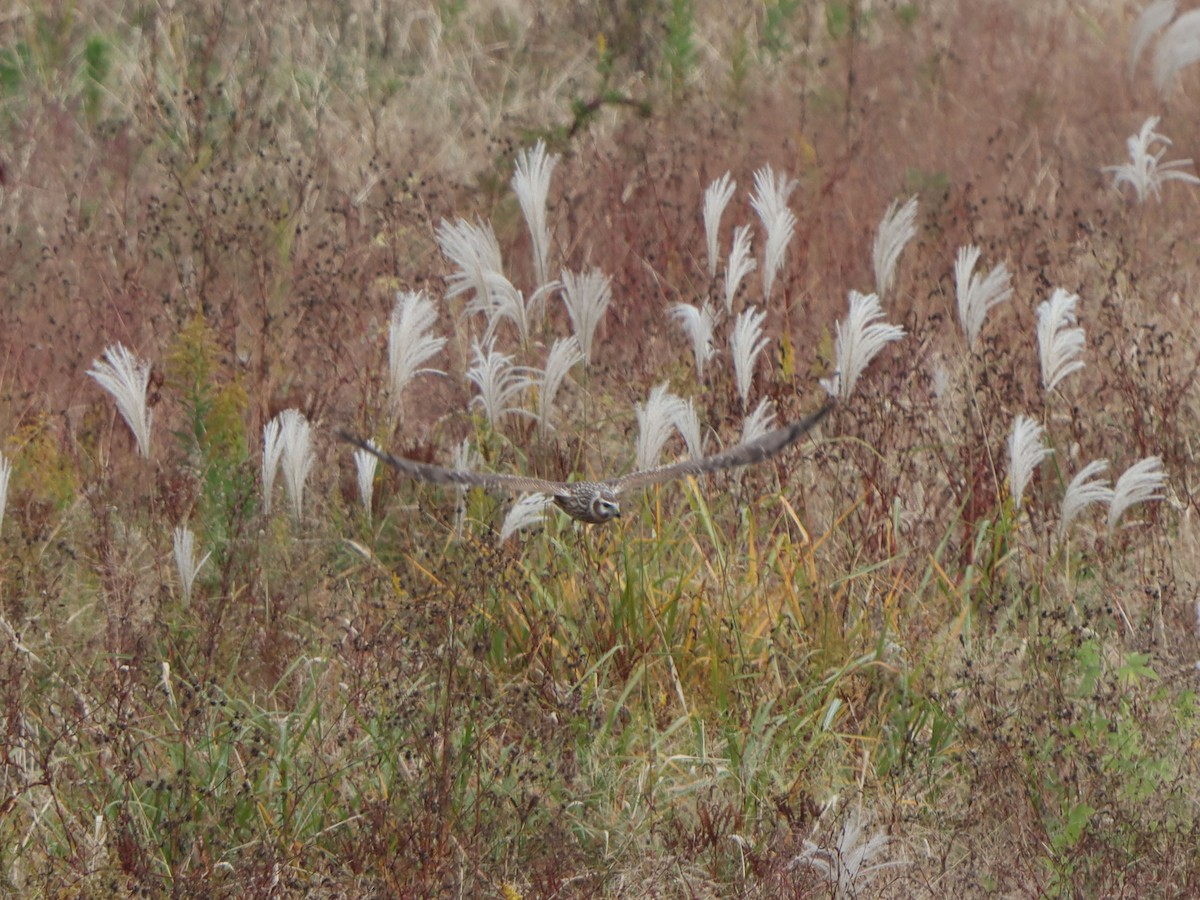 Hen Harrier - ML645815803