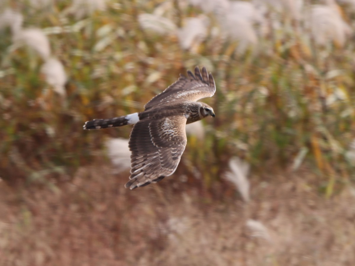 Hen Harrier - ML645815804