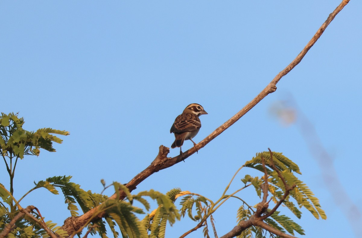 Dickcissel - ML645815809