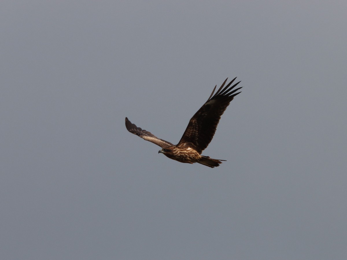 Black Kite - ML645815811