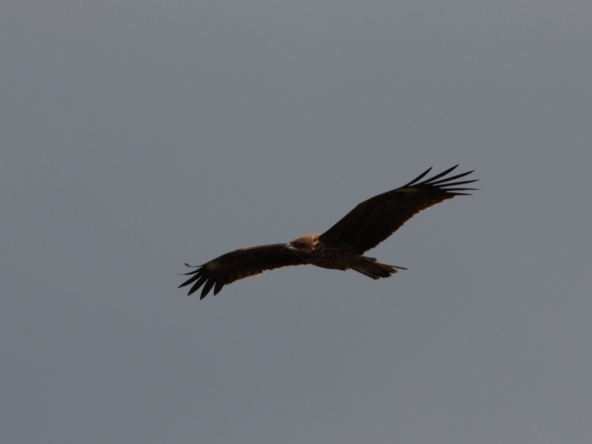 Black Kite - ML645815812