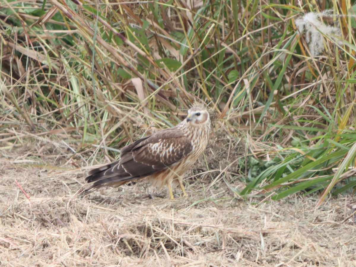 Hen Harrier - ML645815814