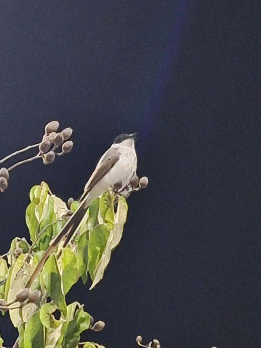 Fork-tailed Flycatcher (savana) - ML645815817