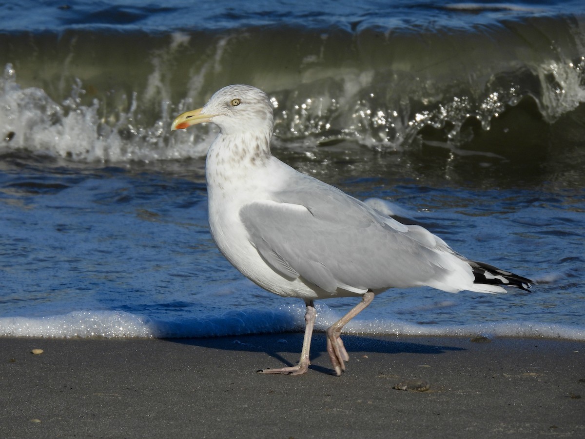 American Herring Gull - ML645815820