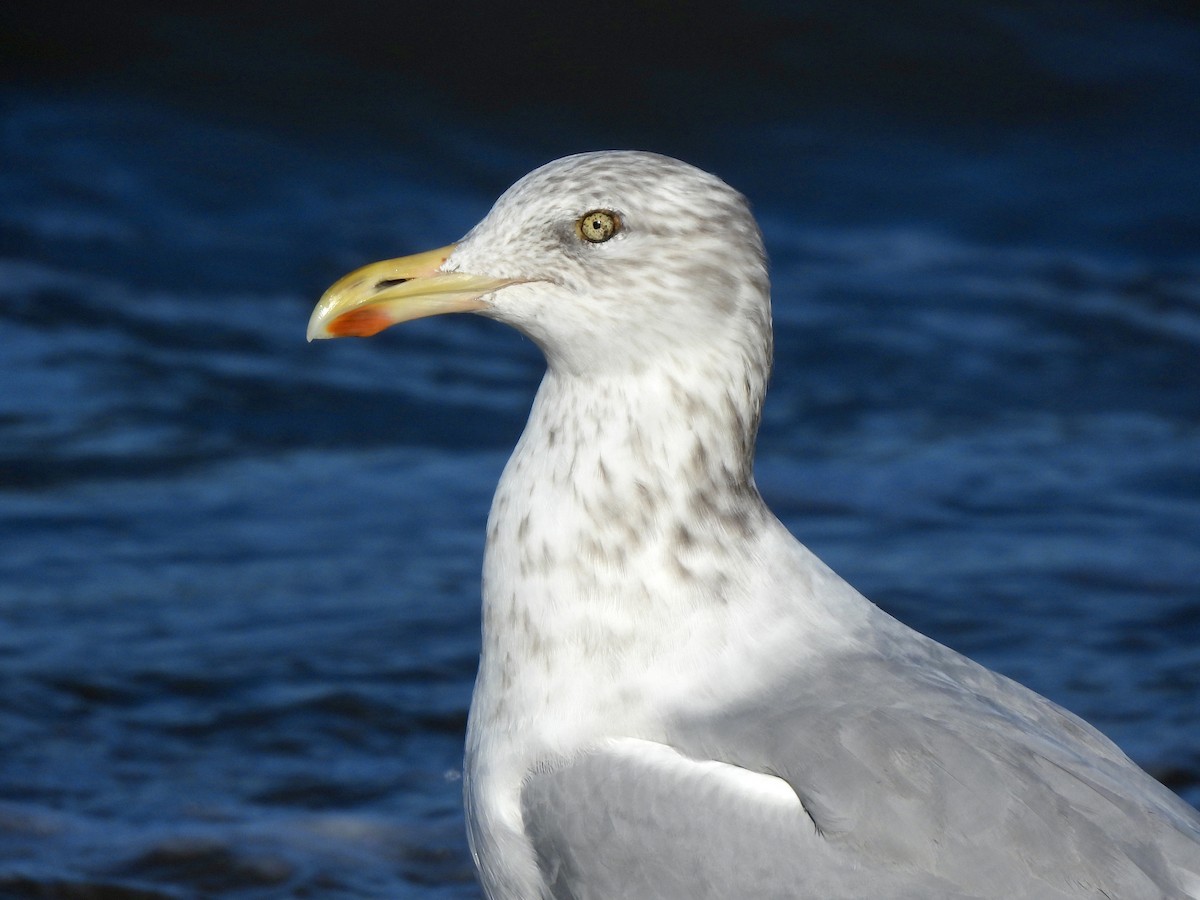 American Herring Gull - ML645815821