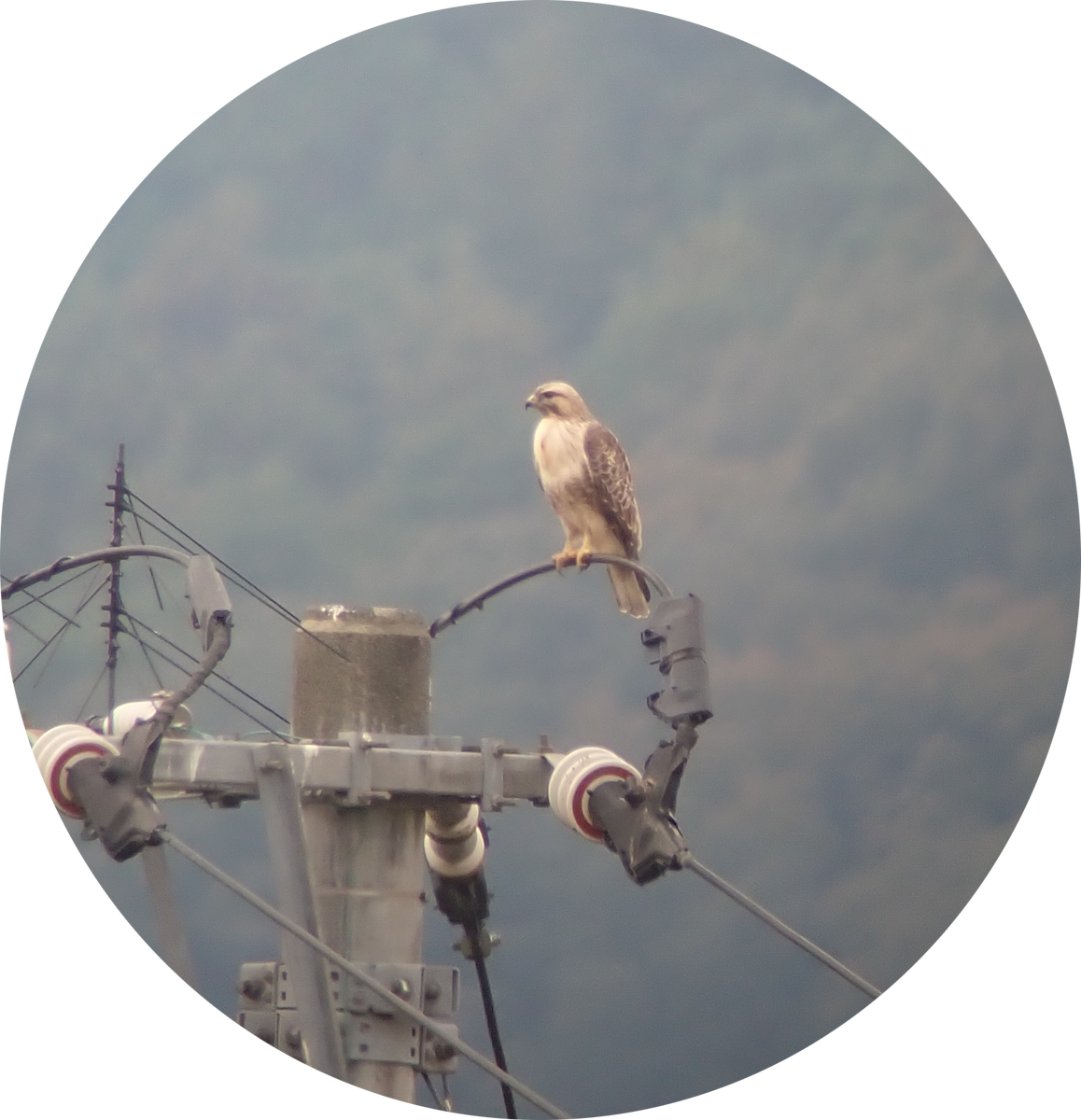 Eastern Buzzard - ML645815826