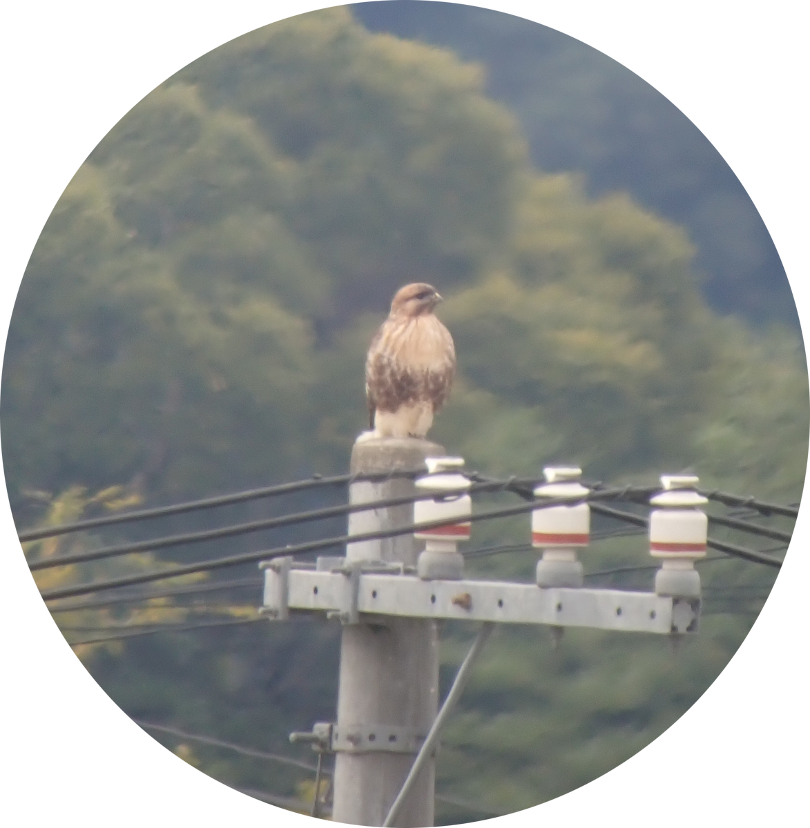 Eastern Buzzard - ML645815827