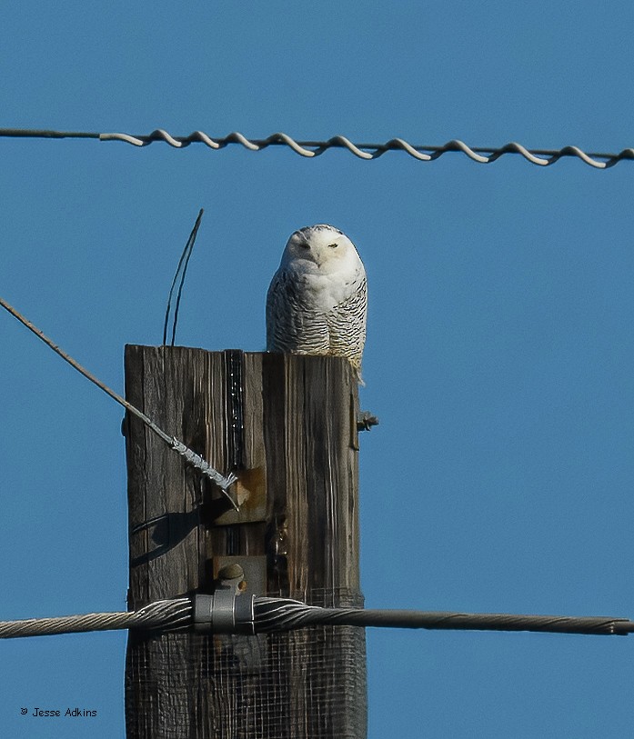 לילית שלג - ML645815837