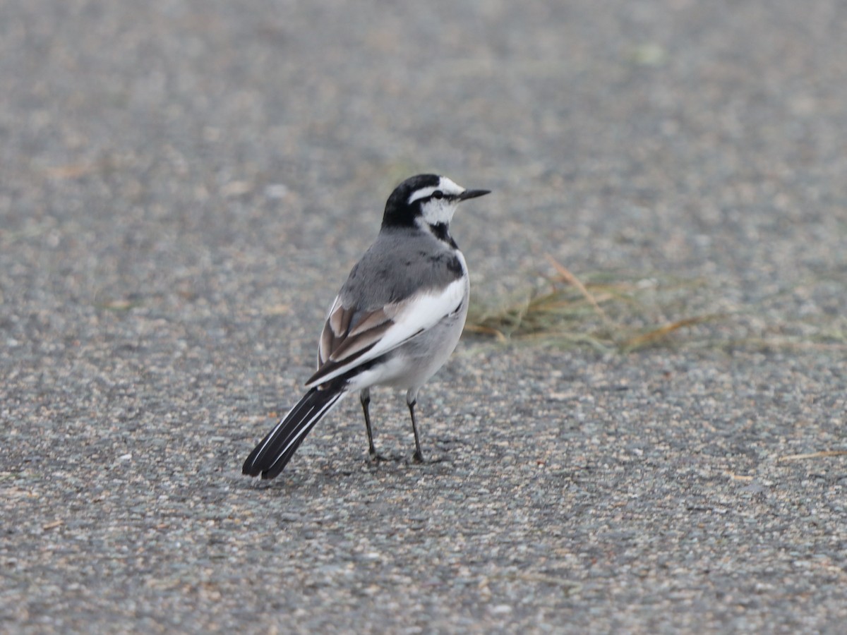 White Wagtail - ML645815839