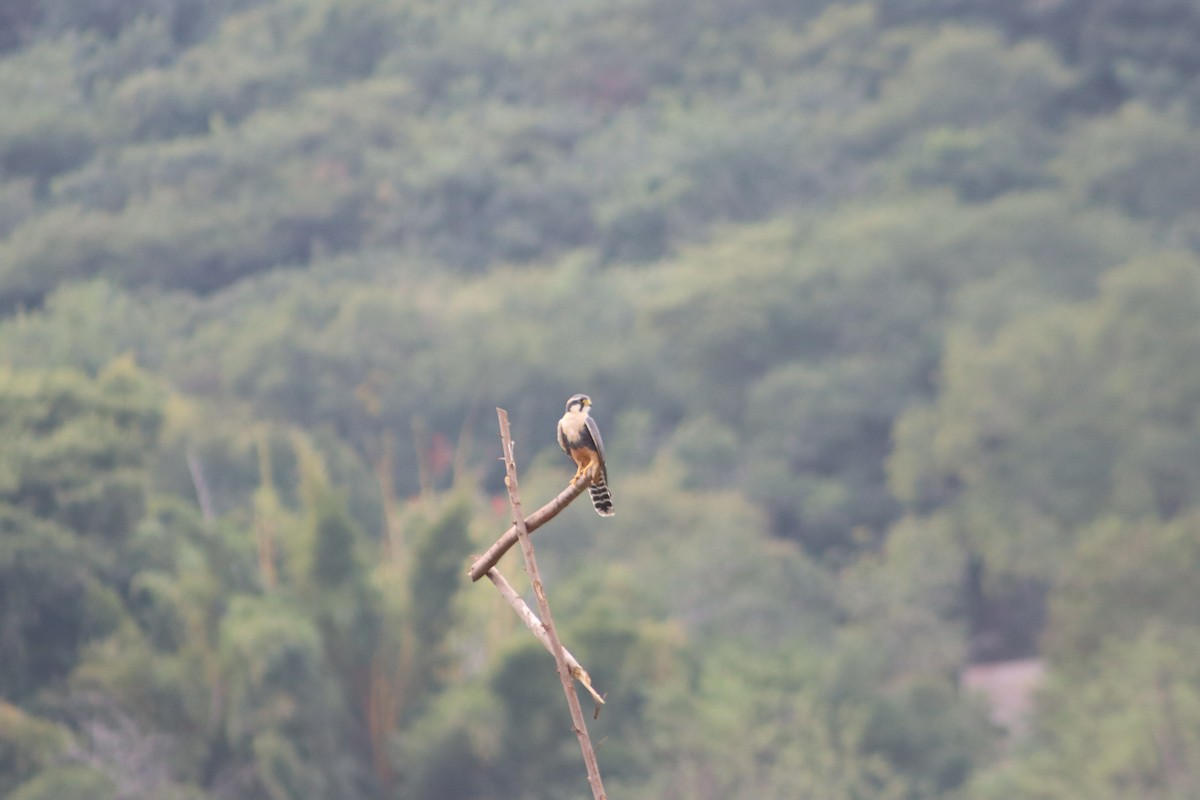 Aplomado Falcon - ML645815841