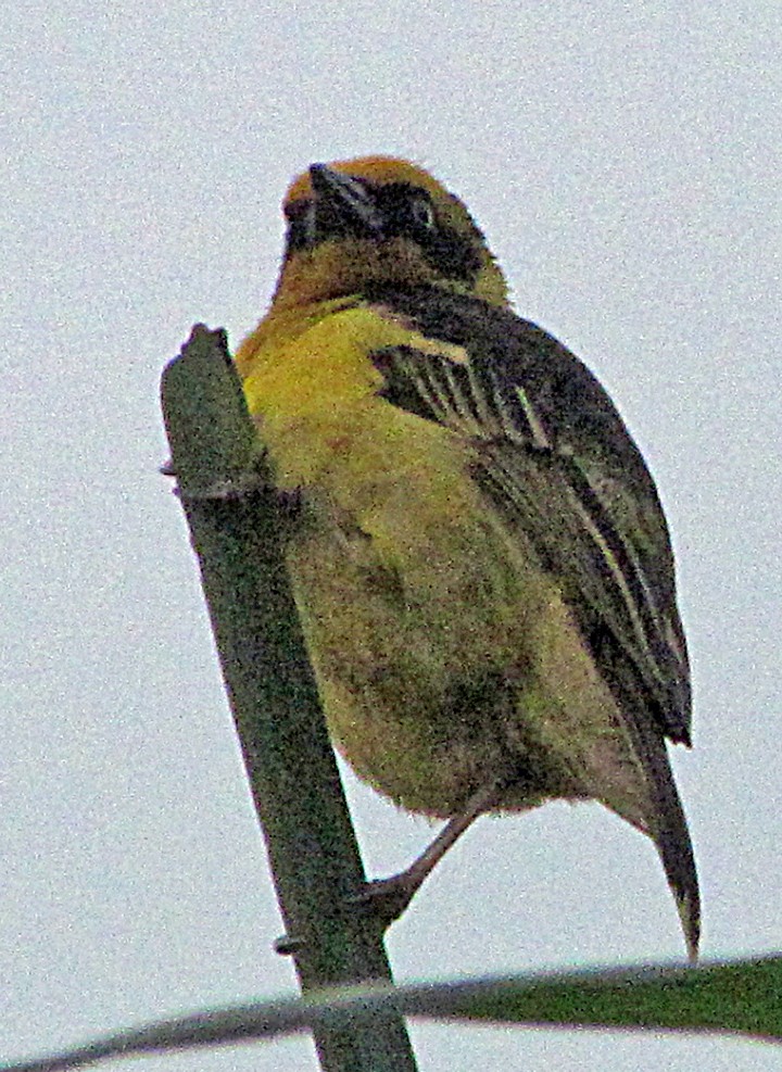 Tejedor Baglafecht - ML645815860