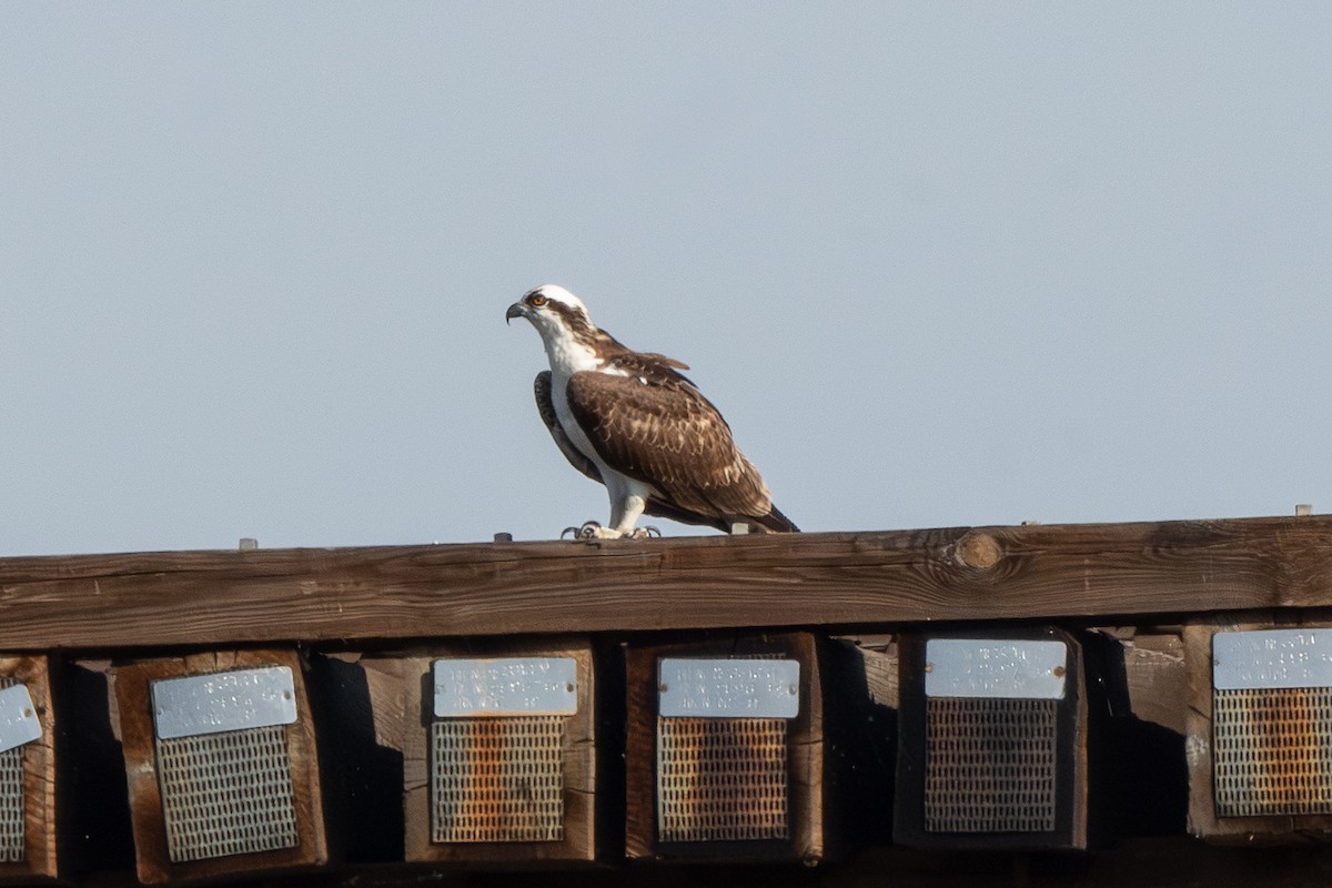 Osprey - ML645815862
