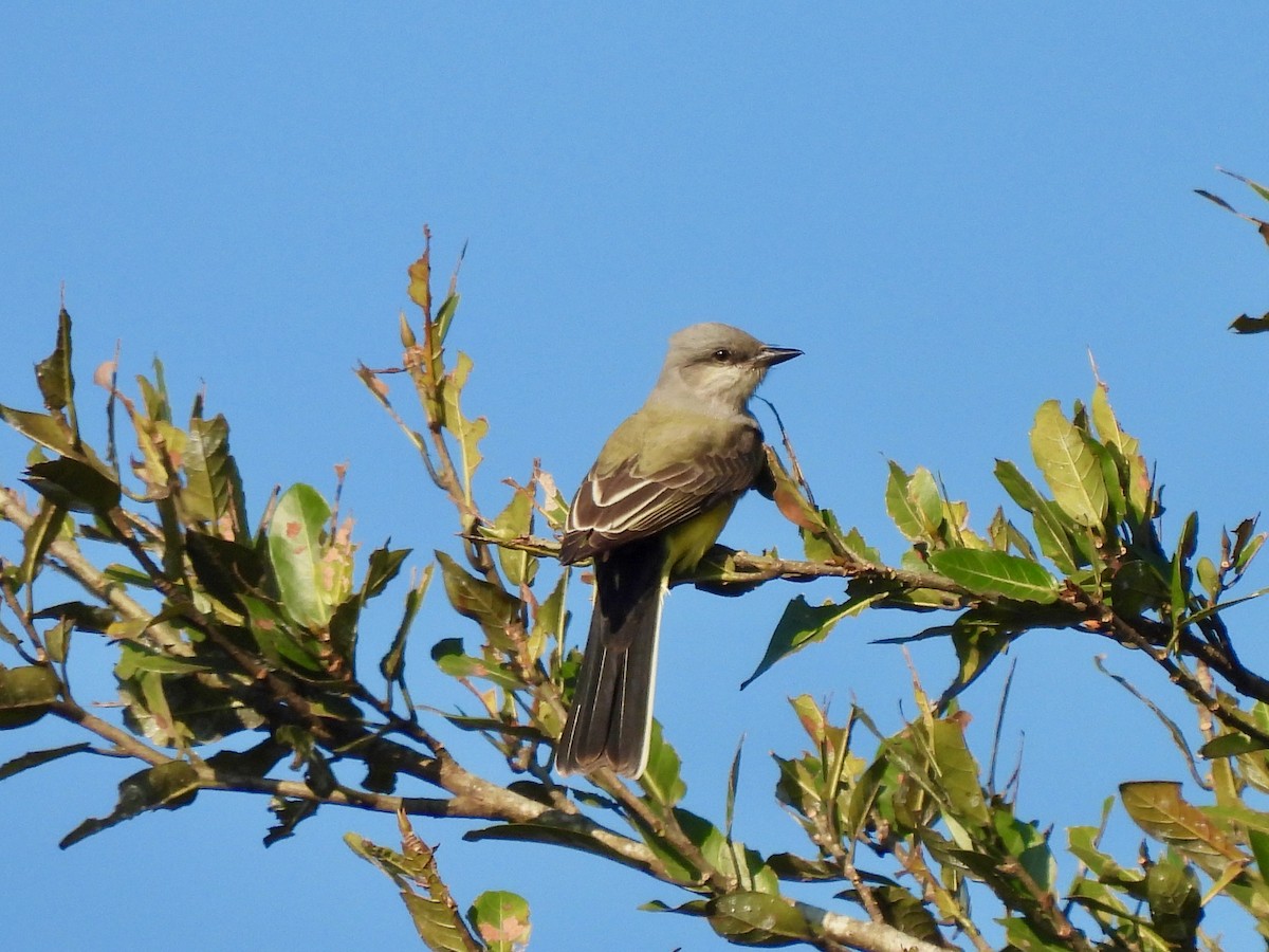 Western Kingbird - ML645815867