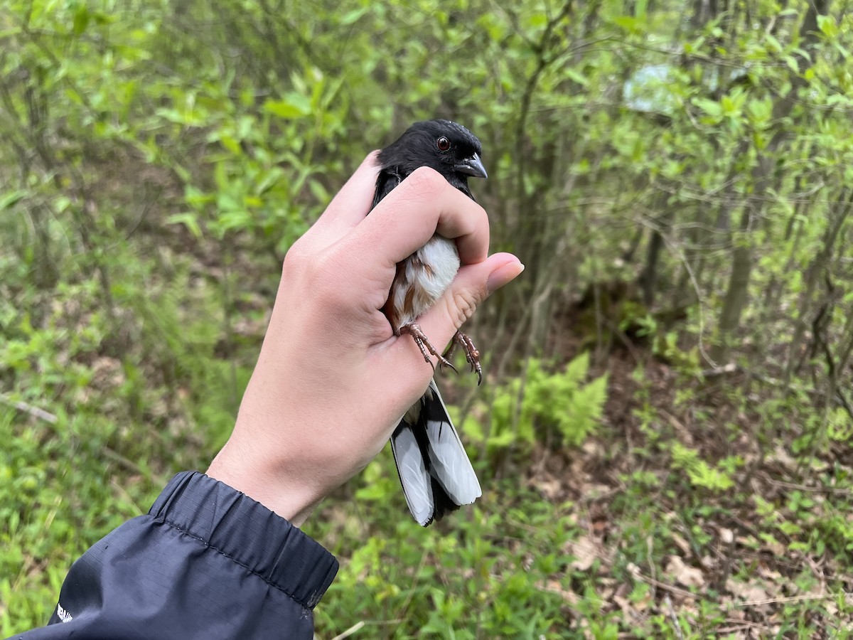 Eastern Towhee - ML645815875