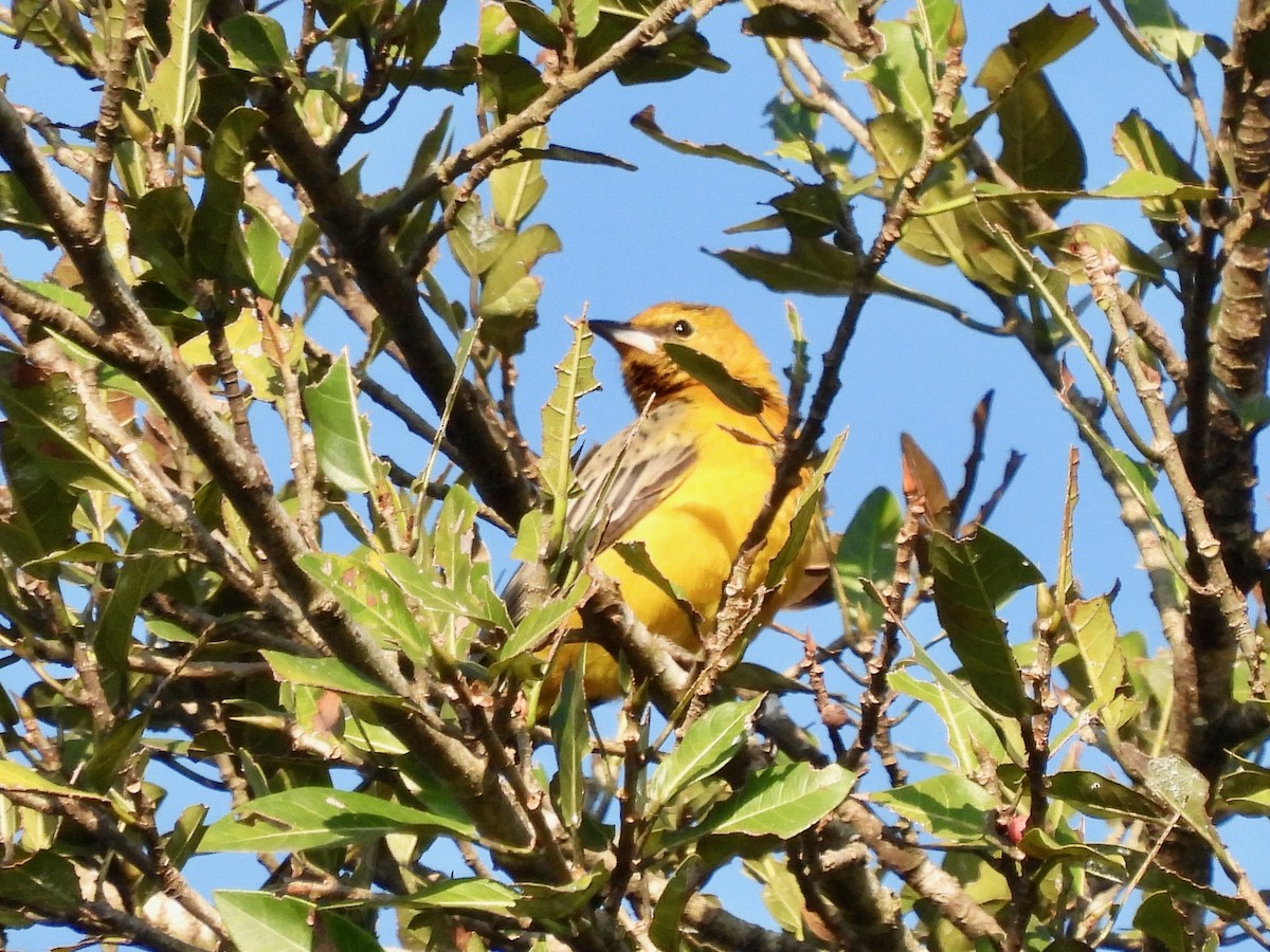 Streak-backed Oriole - ML645815877