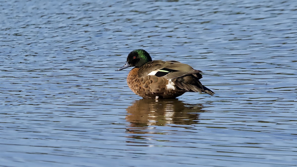 Chestnut Teal - ML645815878