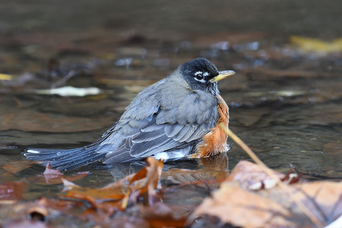 Дрізд мандрівний - ML645815903